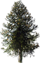 Monkey Puzzle